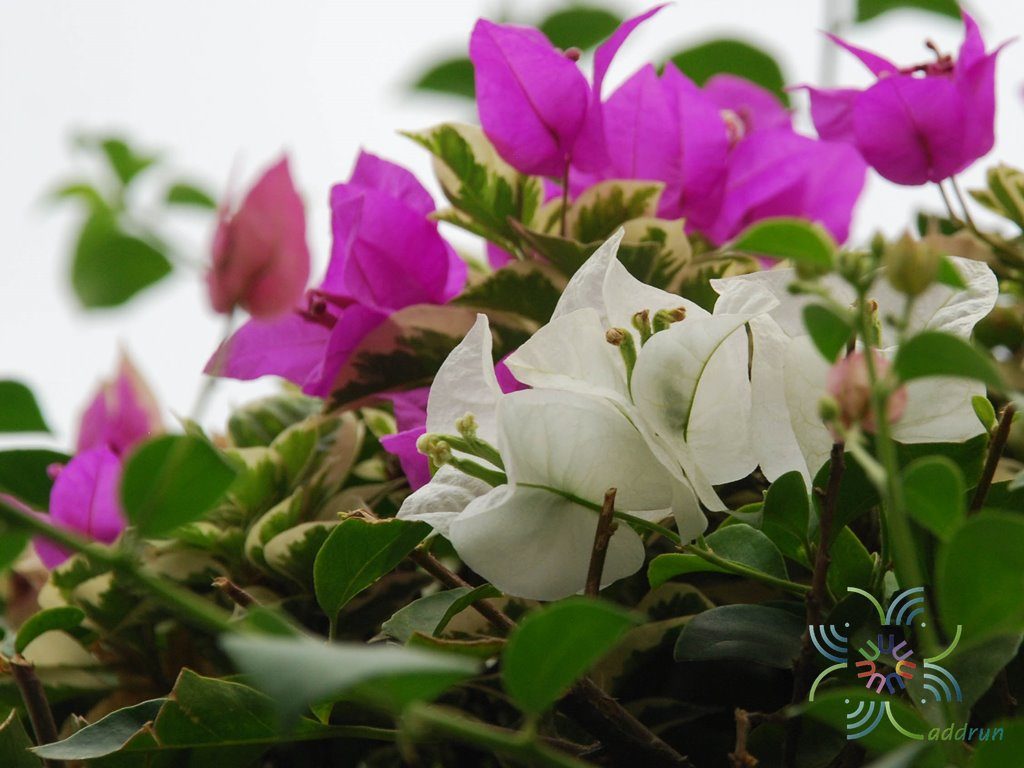 เฟื่องฟ้า สีขาว #2 ใบด่าง Bougainvillea hybrid