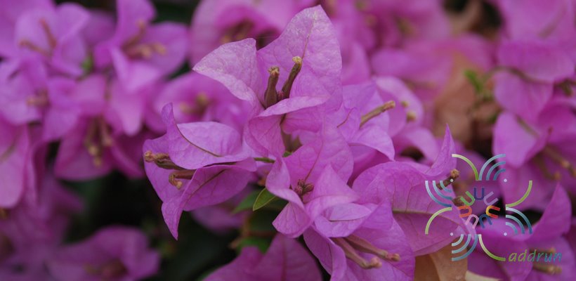 เฟื่องฟ้า สีม่วง #2 Bougainvillea hybrid