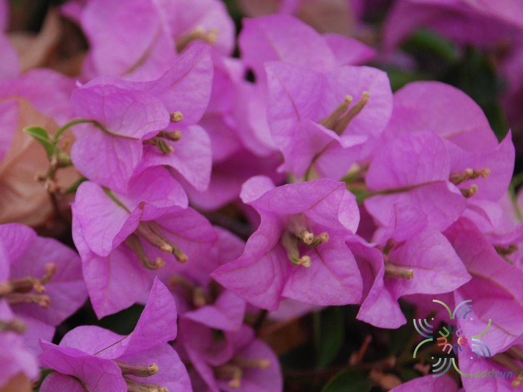 เฟื่องฟ้า สีม่วง #2 Bougainvillea hybrid