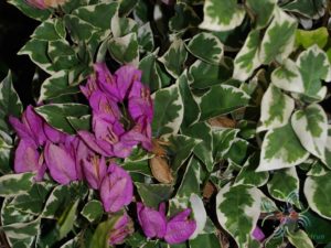 เฟื่องฟ้า สีม่วง #3 ใบด่าง Bougainvillea hybrid