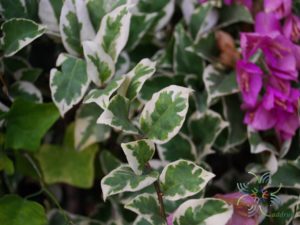เฟื่องฟ้า สีม่วง #3 ใบด่าง Bougainvillea hybrid
