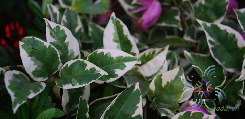 เฟื่องฟ้า สีม่วง #3 ใบด่าง Bougainvillea hybrid