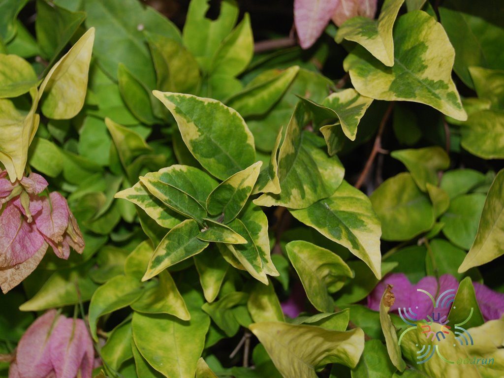 เฟื่องฟ้า ดอกม่วง #4 ใบด่างเหลือง Bougainvillea hybrid