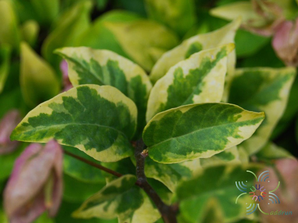เฟื่องฟ้า ดอกม่วง #4 ใบด่างเหลือง Bougainvillea hybrid
