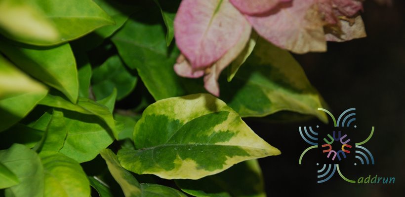 เฟื่องฟ้า ดอกม่วง #4 ใบด่างเหลือง Bougainvillea hybrid
