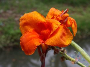 พุทธรักษา สีส้ม Canna indica L.