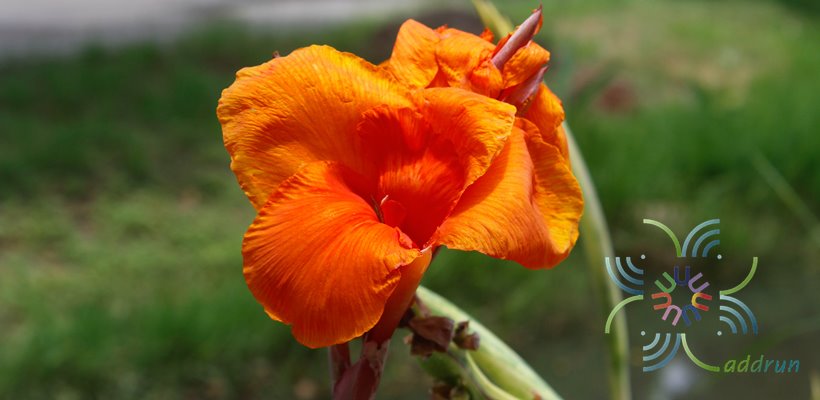 พุทธรักษา สีส้ม Canna indica L.