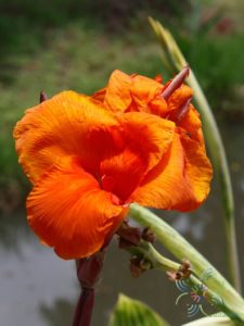 พุทธรักษา สีส้ม Canna indica L.