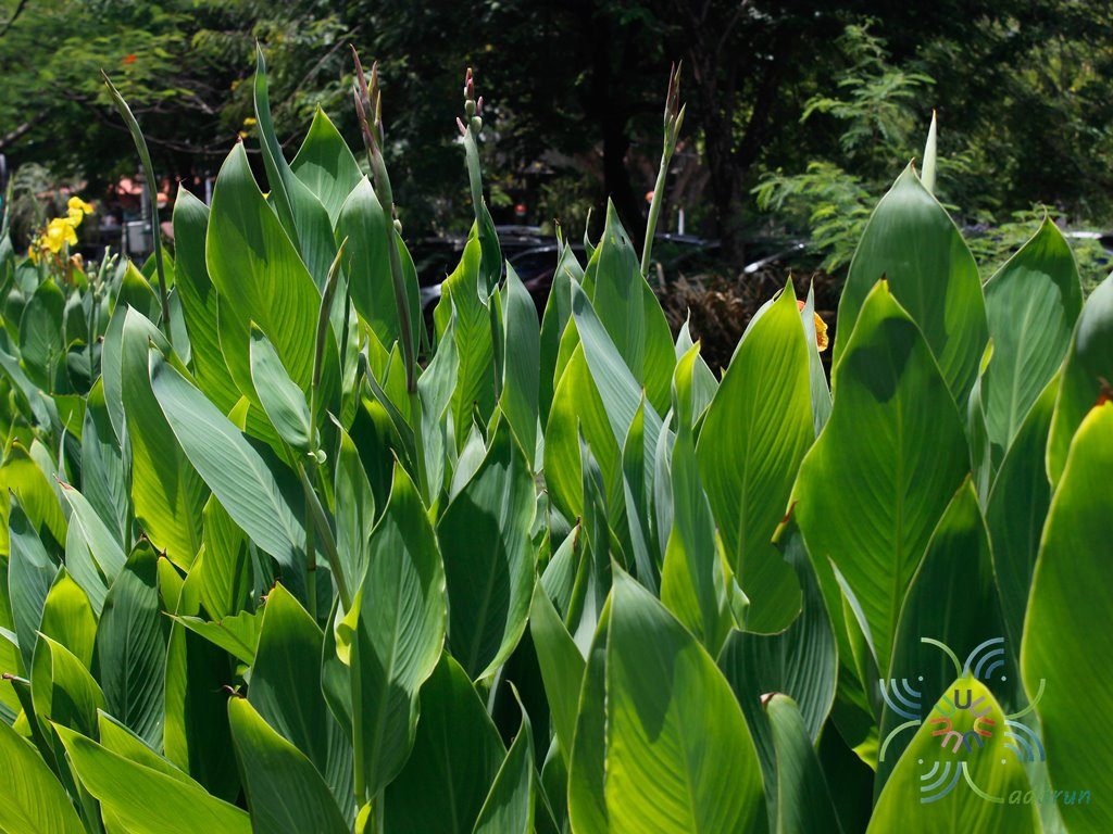 พุทธรักษา สีส้ม Canna indica L.