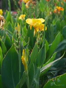 พุทธรักษา สีเหลือง #1 Canna indica L.