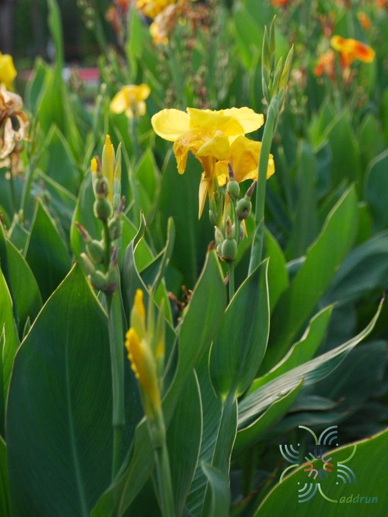 พุทธรักษา สีเหลือง #1 Canna indica L.