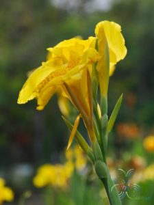 พุทธรักษา สีเหลือง #1 Canna indica L.