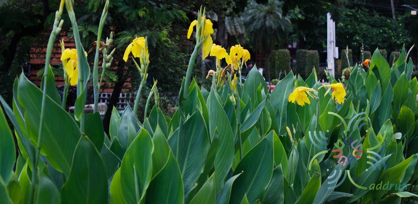 พุทธรักษา สีเหลือง #1 Canna indica L.