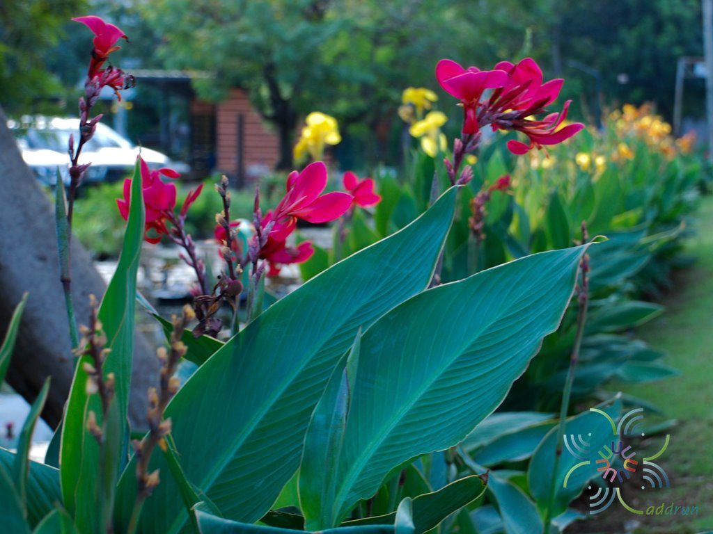 พุทธรักษา สีแดง Canna indica L.