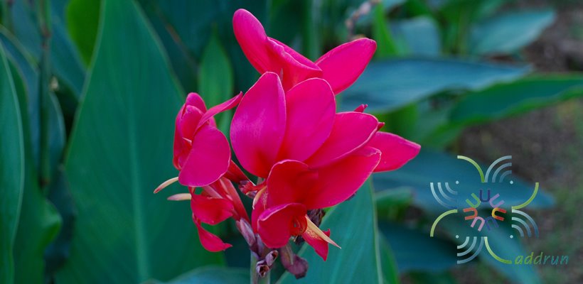 พุทธรักษา สีแดง Canna indica L.