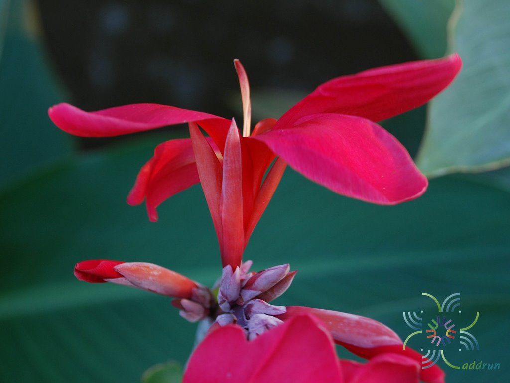 พุทธรักษา สีแดง Canna indica L.