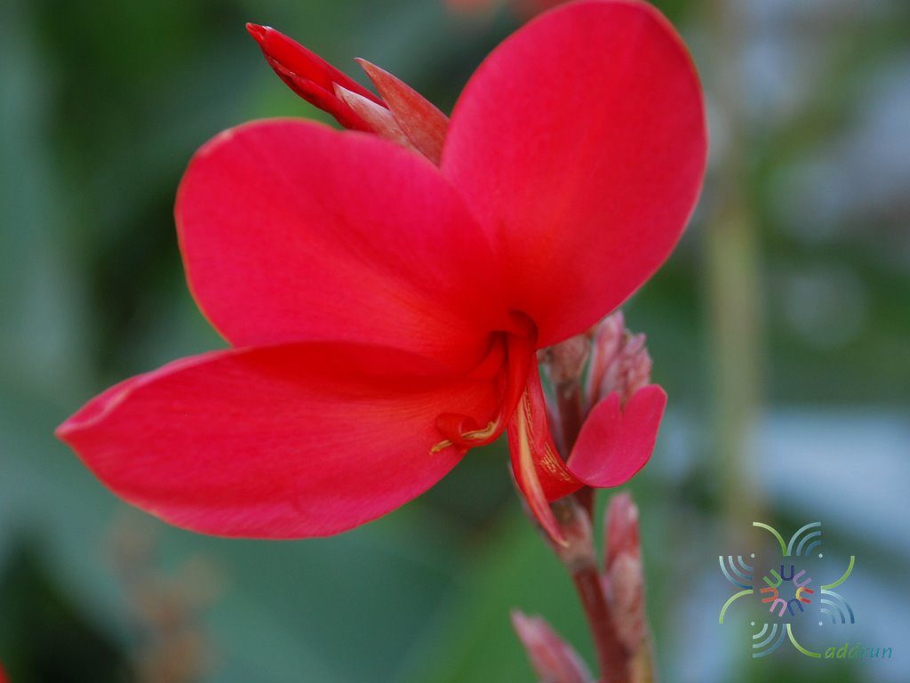 พุทธรักษา สีแดง Canna indica L.