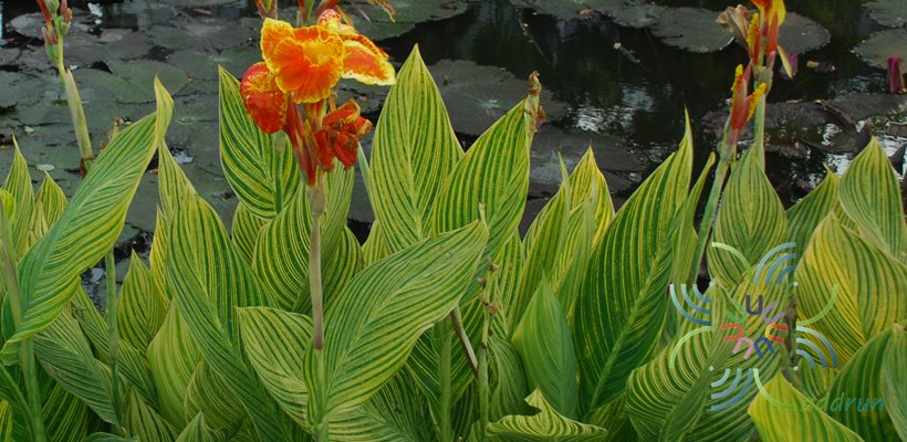 พุทธรักษา สีเหลือง #2 ใบลาย Canna indica L.