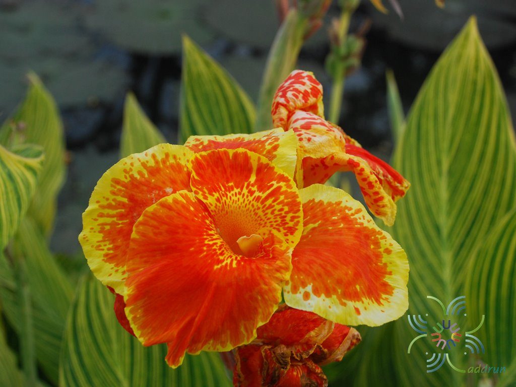 พุทธรักษา สีเหลือง #2 ใบลาย Canna indica L.