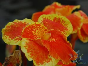 พุทธรักษา สีเหลือง #2 ใบลาย Canna indica L.