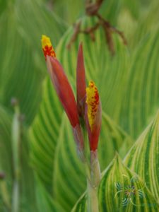 พุทธรักษา สีเหลือง #2 ใบลาย Canna indica L.