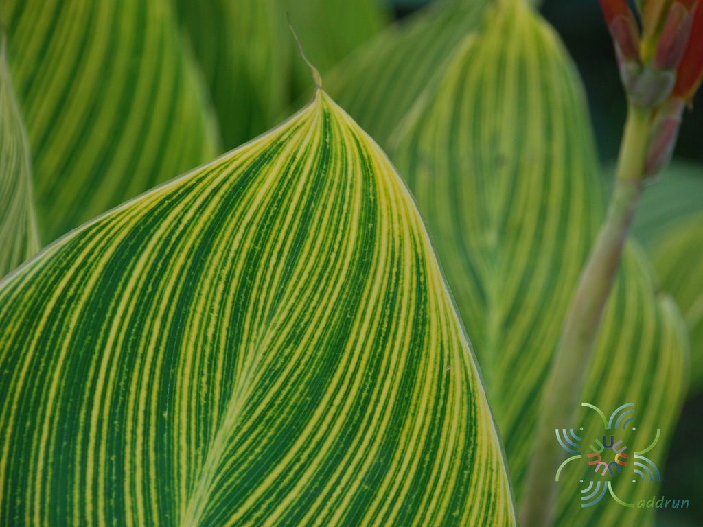 พุทธรักษา สีเหลือง #2 ใบลาย Canna indica L.