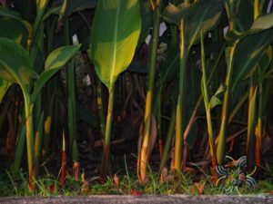พุทธรักษา สีขาว Canna indica L.