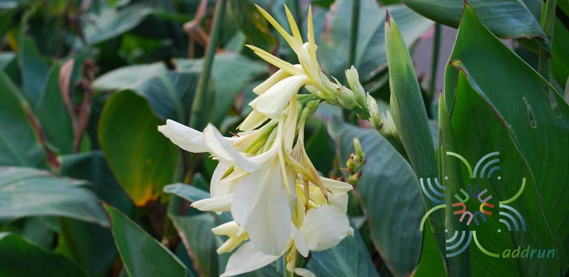 พุทธรักษา สีขาว Canna indica L.