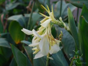 พุทธรักษา สีขาว Canna indica L.