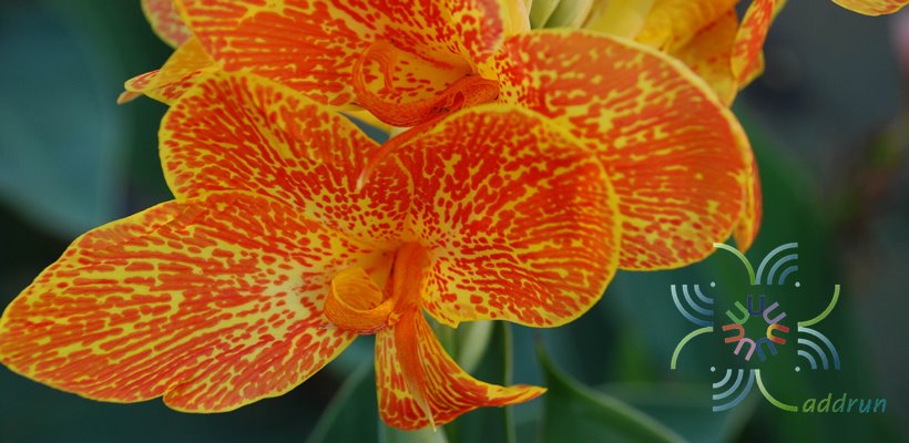 พุทธรักษา สีเหลือง #3 Canna indica L.