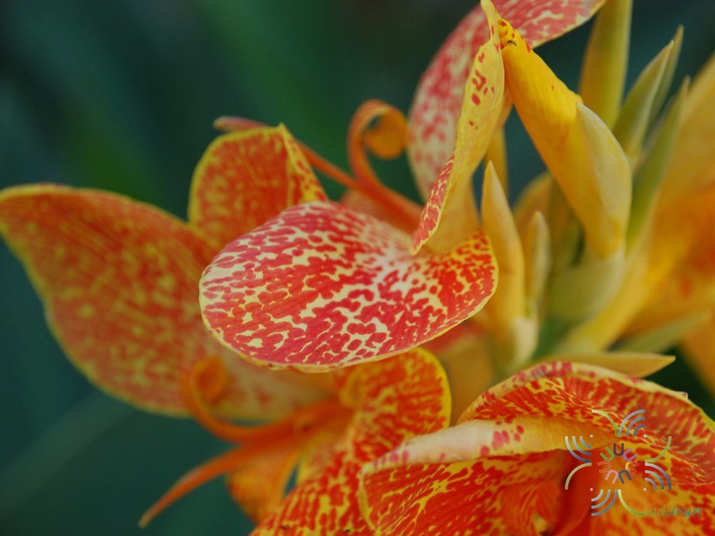 พุทธรักษา สีเหลือง #3 Canna indica L.