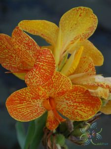 พุทธรักษา สีเหลือง #3 Canna indica L.