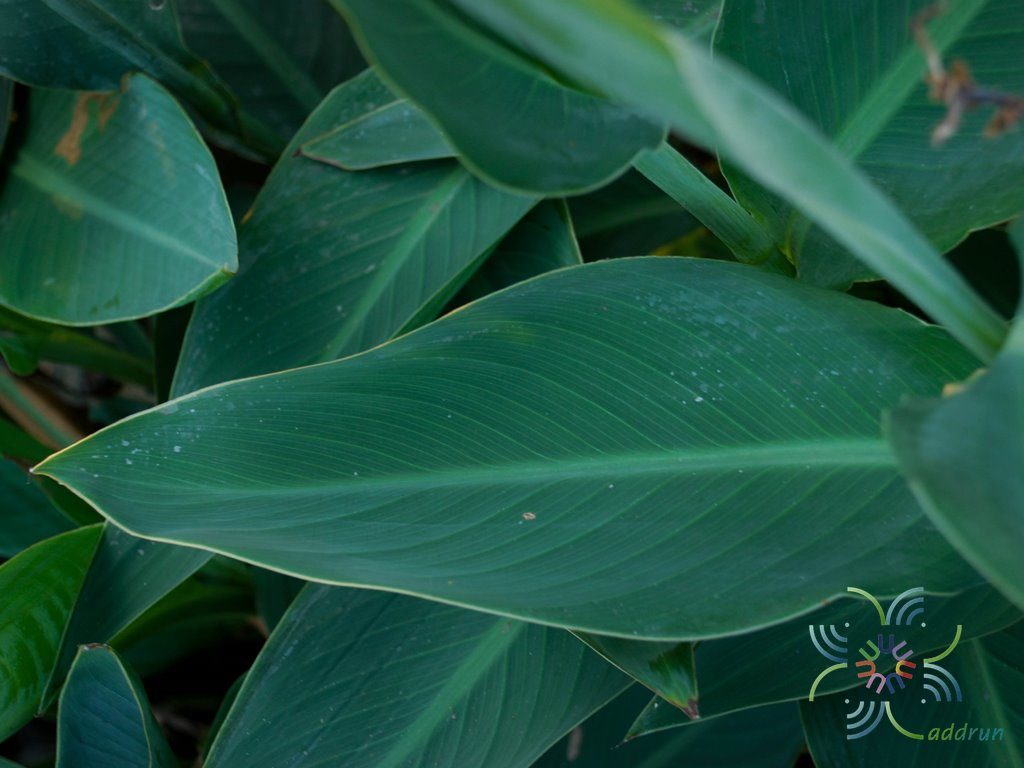 พุทธรักษา สีเหลือง #3 Canna indica L.
