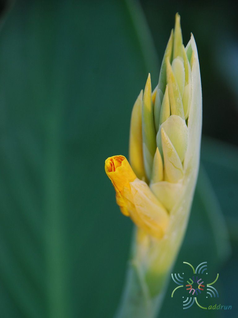 พุทธรักษา สีเหลือง #3 Canna indica L.