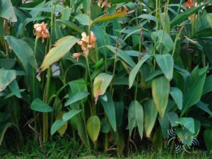 พุทธรักษา สีโอรส Canna indica L.