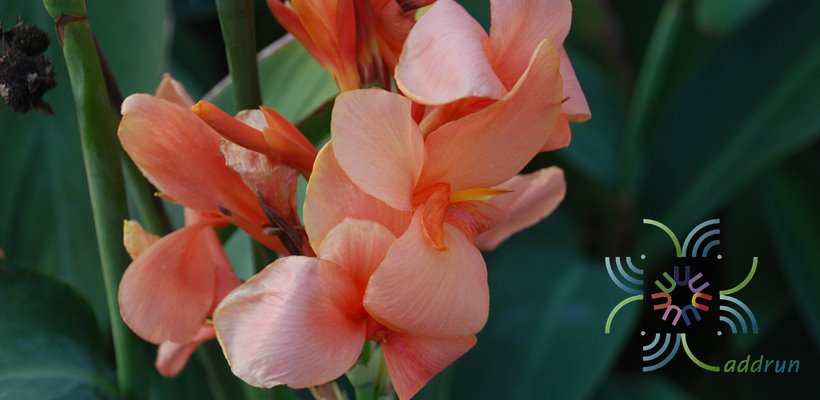 พุทธรักษา สีโอรส Canna indica L.