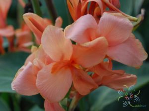 พุทธรักษา สีโอรส Canna indica L.