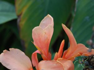 พุทธรักษา สีโอรส Canna indica L.