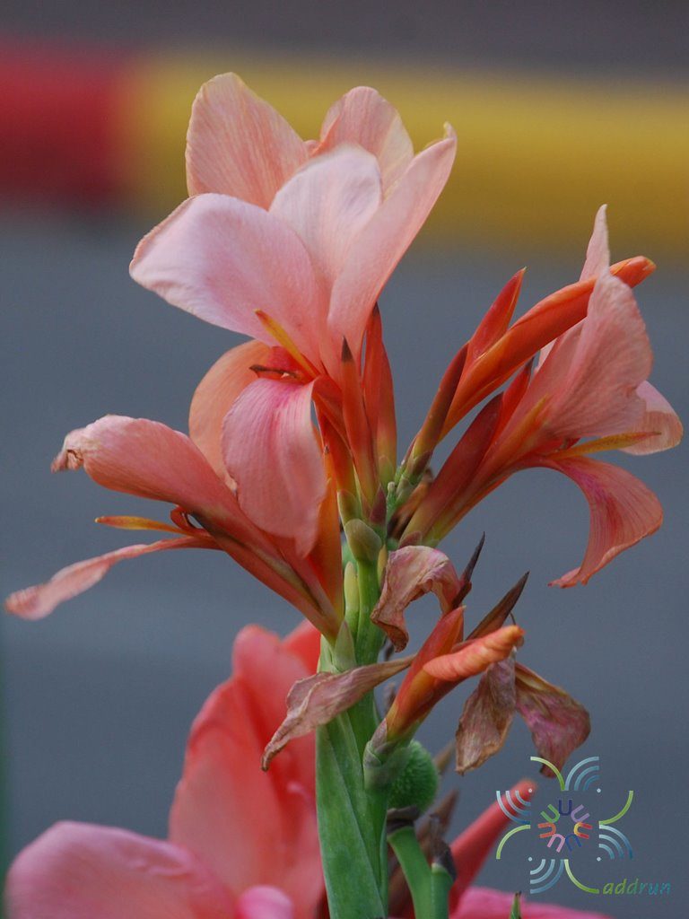 พุทธรักษา สีโอรส Canna indica L.