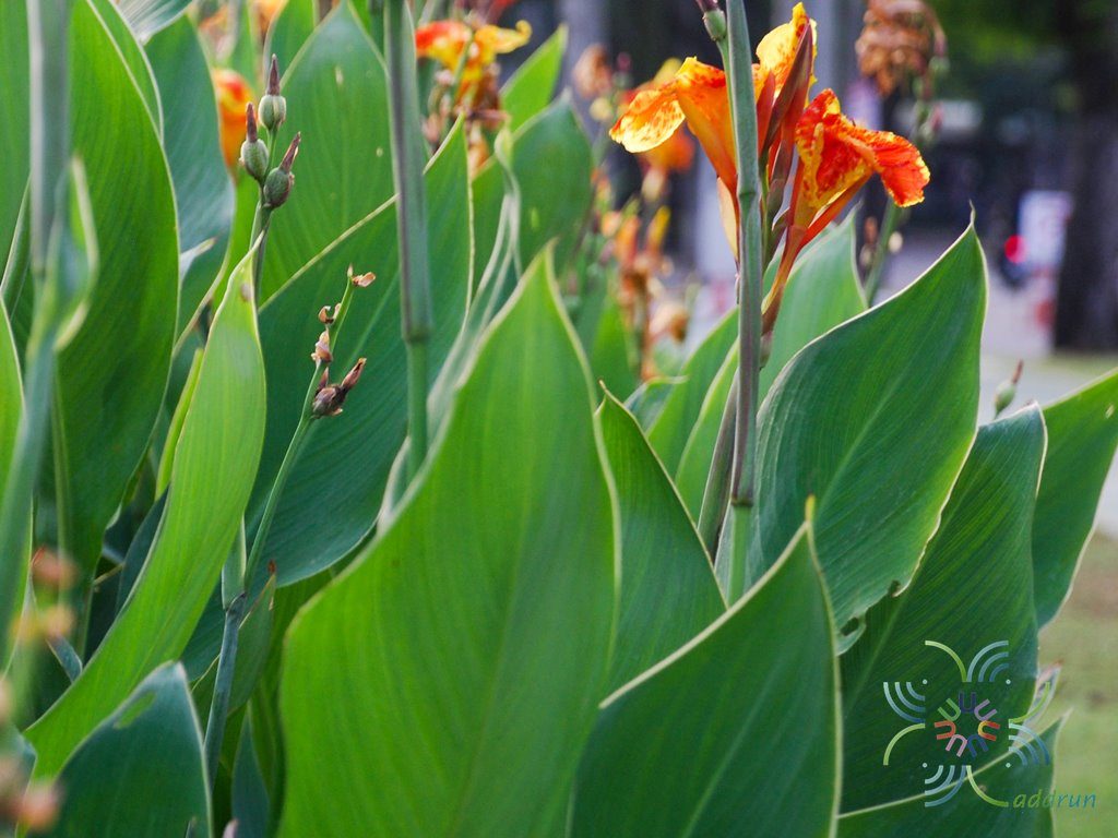 พุทธรักษา สีเหลือง #4 Canna indica L.