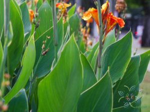 พุทธรักษา สีเหลือง #4 Canna indica L.