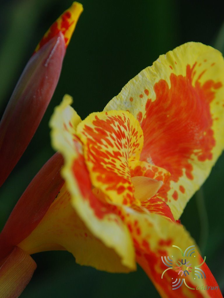 พุทธรักษา สีเหลือง #4 Canna indica L.
