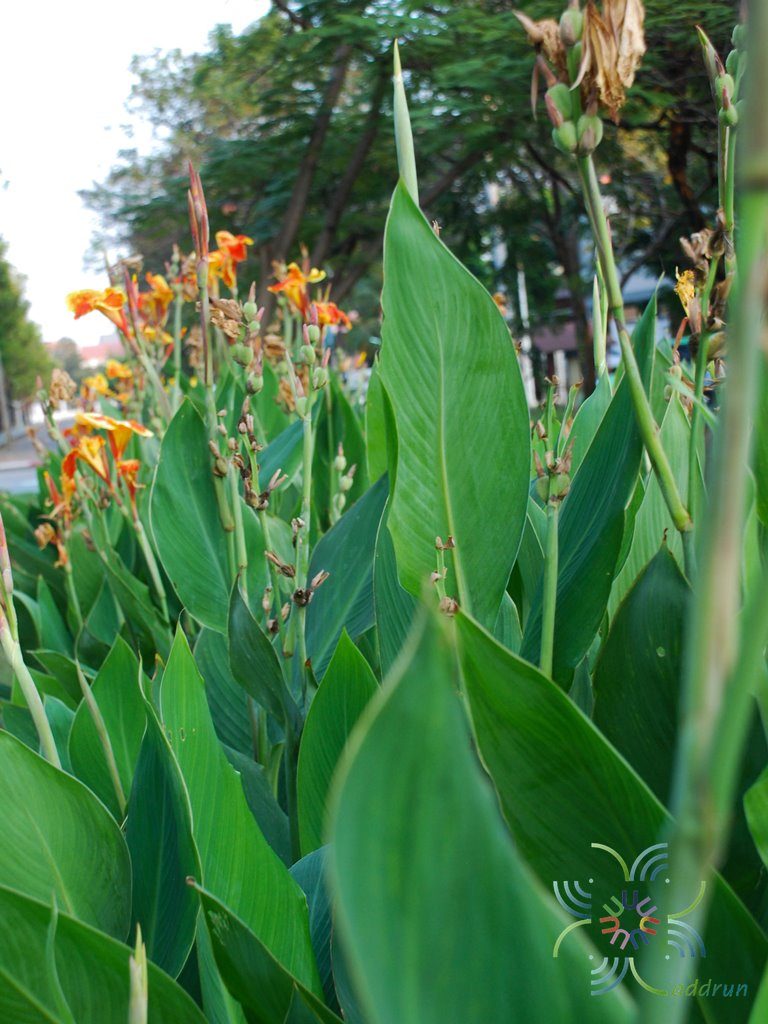 พุทธรักษา สีเหลือง #4 Canna indica L.