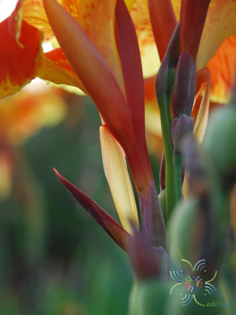 พุทธรักษา สีเหลือง #4 Canna indica L.