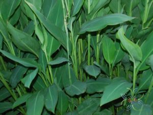พุทธรักษา สีเหลือง #4 Canna indica L.