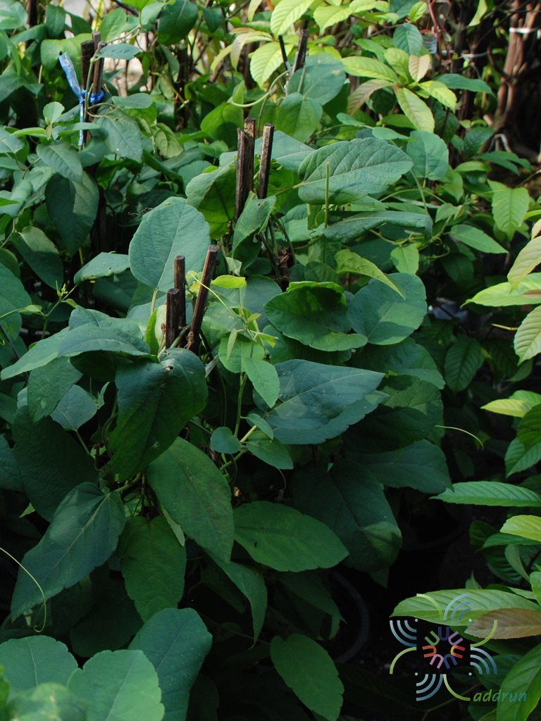 ศรีมาลา Passiflora coccinea Aubl.