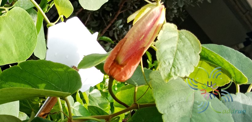 ศรีมาลา Passiflora coccinea Aubl.