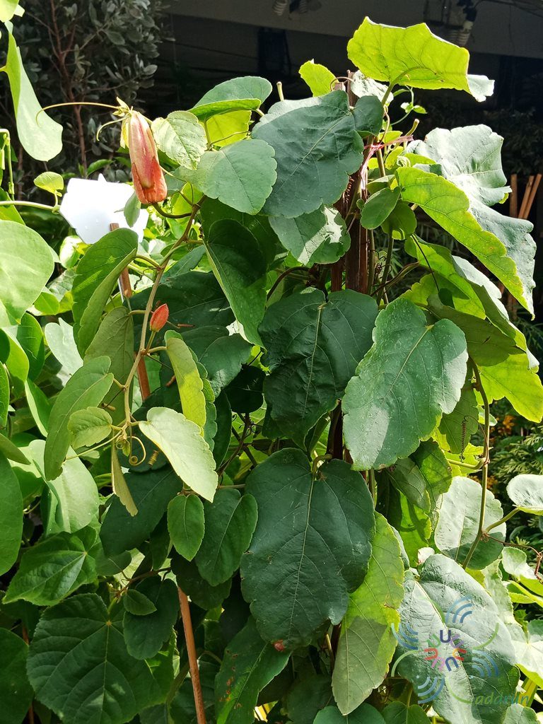 ศรีมาลา Passiflora coccinea Aubl.