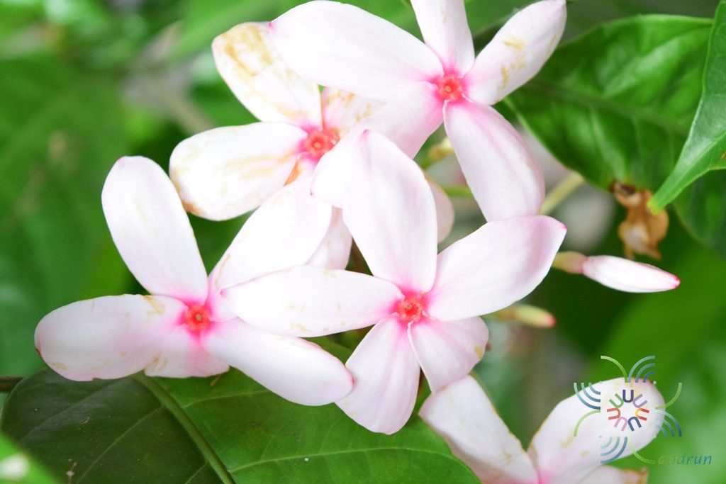 พุดชมพู Kopsia fruticosa (Roxb.) A.DC.