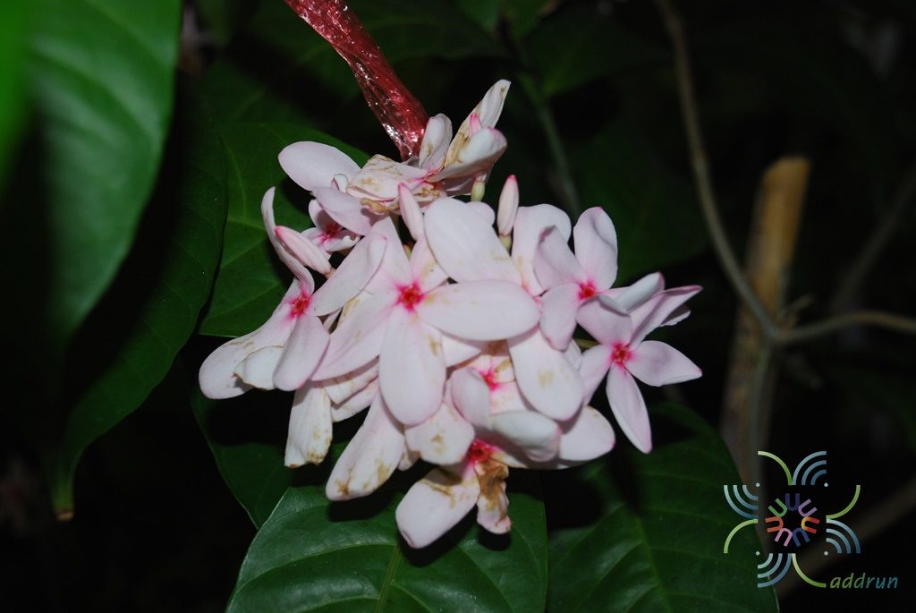 พุดชมพู Kopsia fruticosa (Roxb.) A.DC.
